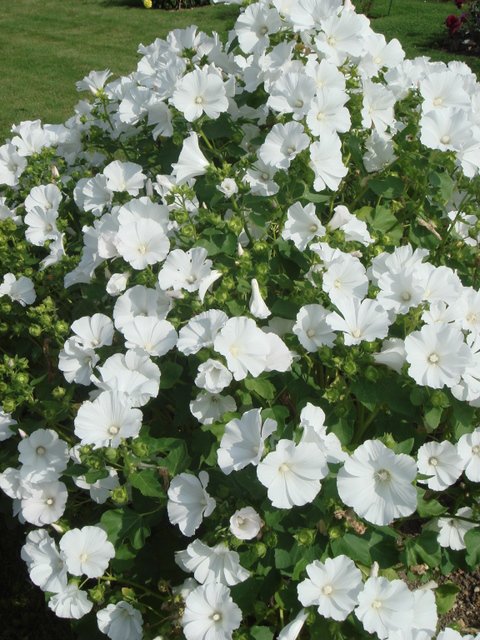 Lavatera trimestrios 'Mont Blanc'